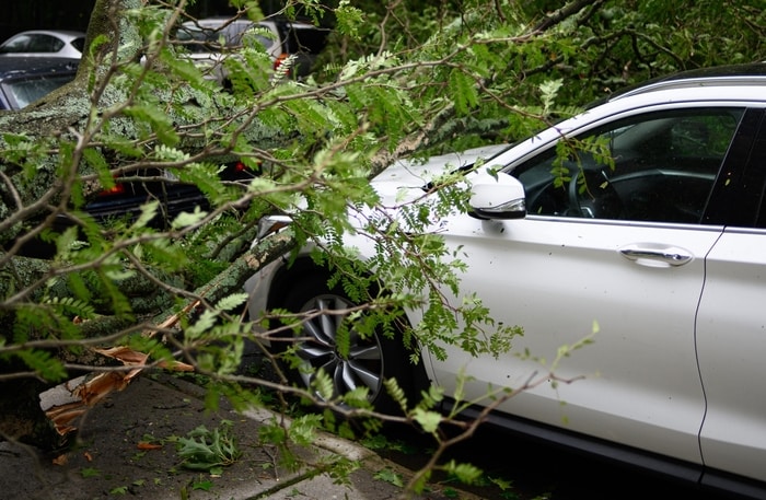 Fallen tree limbs on car from storm