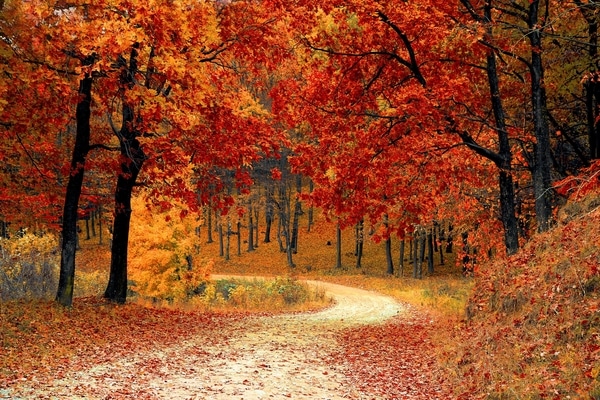 Trees in the forest that are changing colors during fall