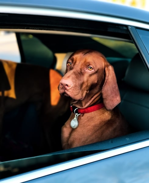 Dog riding in car