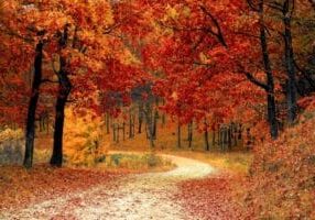 Trees in the forest that are changing colors during fall